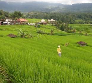 Rice terraces