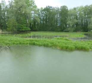 Auf dem Alten Rhein von Rheineck nach Rorschach