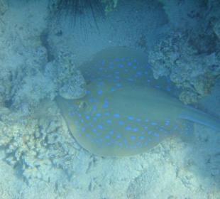 Blaupunktrochen am Hausriff