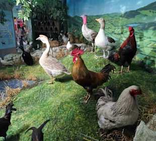 Abteilung "Haustiere" im Haus der Natur