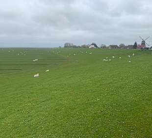 Wandern Dagebüll