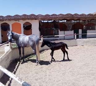 Reiterhof Sahl Hasheesh