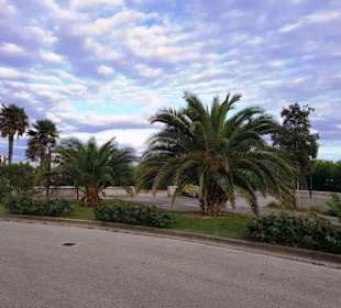 Palmen pur Zenith-Platz