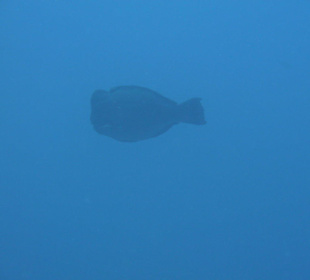 Napoleon Fisch