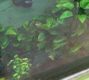 Südamerika Bereich - Südamerikahaus