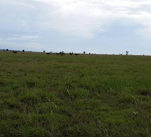 Sarova Salt Lick Game Lodge