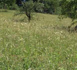 Eduard Lucas Musterobstgarten Mähringen