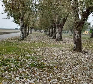 Strandpromenade Nazario Sauro