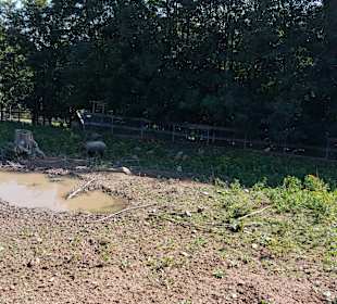 Wildpark Osterzgebirge
