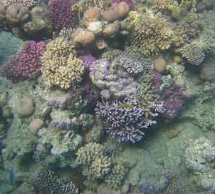 Großartiges Hausriff