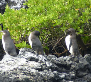 Pinguine auf Tintoreas
