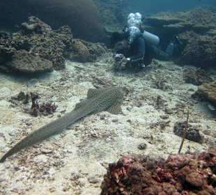Diver with Leopard Shark