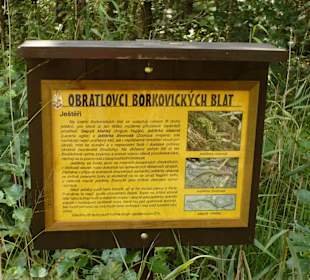 Borkovická blata