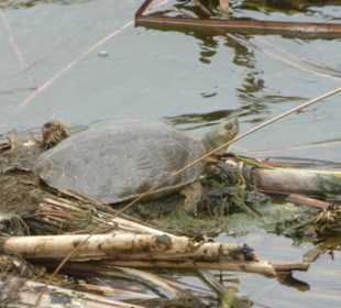 Wasserschildkröte im Park Natural Ria Formosa