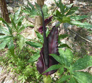 Pflanze in der Samaria-Schlucht