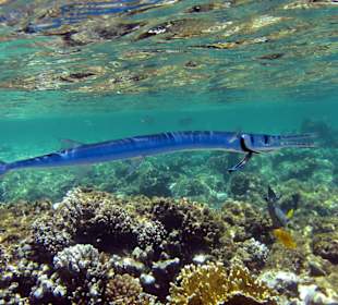 Sharm El Naga - Krokodil Hornhecht