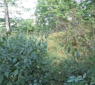 Burgruine Blankenstein