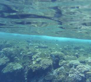 Hausriff vom Grand Hotel Sharm el Sheikh