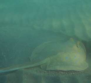 Blaupunktrochen beim Schnorcheln 