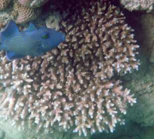 Blauer Drückerfisch