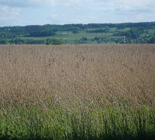 Pola na reichenau