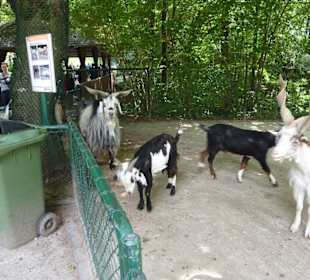 Bulgarenziege und Jakobsschaf und Girgentanaziege