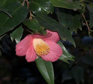 Orto Botanico