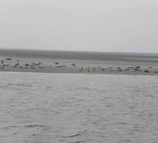 Seehundbank Tegeler Plate