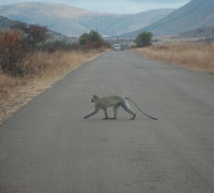 Tiere haben hier Vorfahrt!