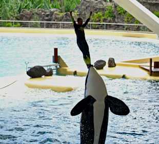 Orca - Show in Loro Parque