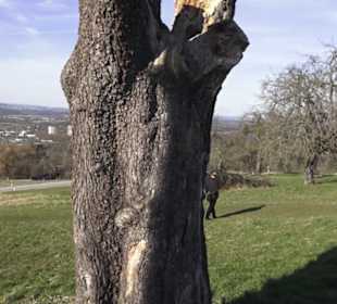 Scheibengipfel