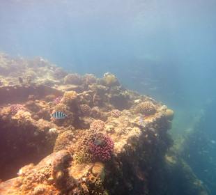 Schnorcheln Makadi Bay