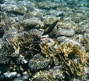 Unterwasserwelt Hotel Sharm Plaza