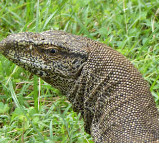 Udawalwa Nationalpark