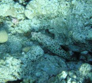 Braunflecken-Zackenbarsch