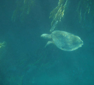 Schildkröte am Hausriff