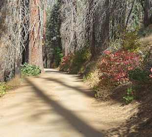 Tuolumne Grove