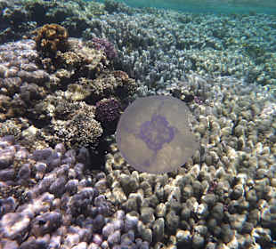 Kleine Qualle am Außenriff