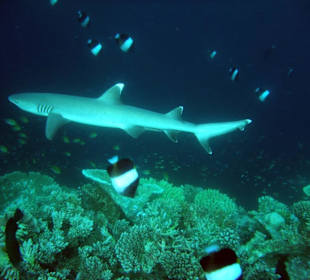 Weißspitzen Riffhai