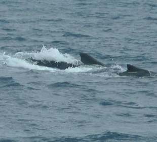 Whalewatching mit Markus