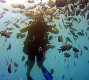 Mitten im Fischschwarm