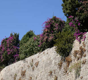 Äussere mauer schöm begrünt