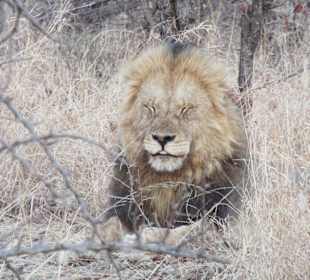 An der S101 nahe dem  Shingwedzi Camp