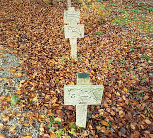 Wie weit können die Wildtiere springen ?