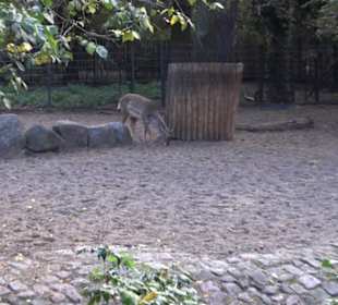 Zoologischer Garten