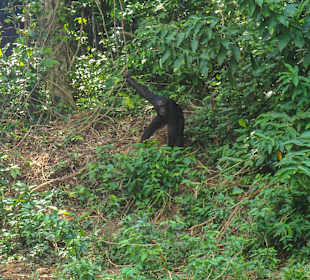 Schimpansen auf der Pongo-Insel