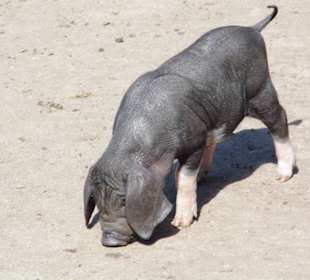 Wildparkimpressionen