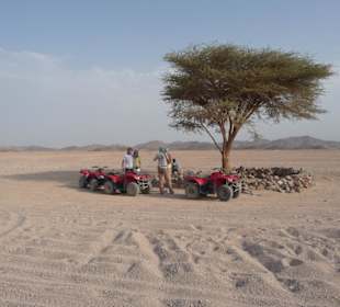 Lebensbaum in der Wüste