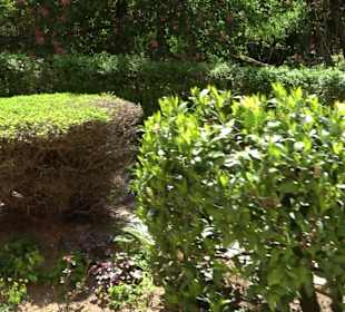 Rosengarten Nördlingen