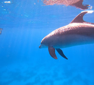 Delfin Tour Makadi Bay